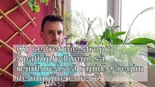 Cu ce trebuie stropit Crinul pacii ca sa infloreasca abundent!