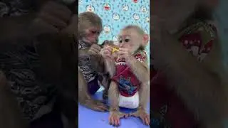 so cute monkey smart sitting on the table #shorts