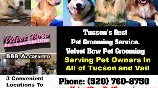 tucson Velvet Bow Pet Grooming Tucson az