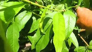 Обрезка персика летом. Для чего нужно убирать новые побеги.