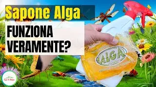 Sapone alga per curare le piante da INFESTAZIONI DI INSETTI COME AFIDI COCCINIGLIA ECC.