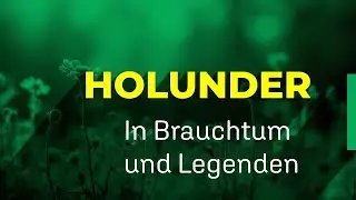 🌿Holunder – Brauchtum, Mythen und Rituale | Grüngeweihte Pflanzen🌿