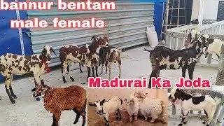 Madurai ka joda hai Hyderabadi bannur bentam male female available in Hyderabad 