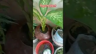 report plant terrace garden#trending #garden #short#viral