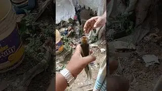 Catch fish |Hand Fishing #handfishing #fishingshorts #fishing #shorts