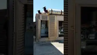 1000 KW Detroit Diesel Generator