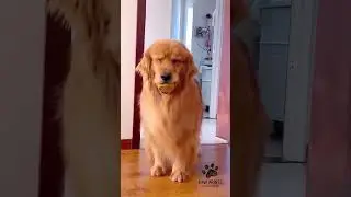 Adorable Golden Retriever's Tail Wagging Adventures #dogvideos #doglovers #funnydogs