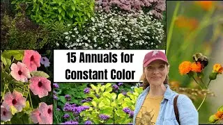 15 Annual Flowers for Summer-Long Color