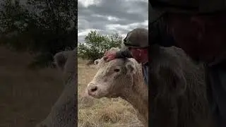 Hank&rsquo;s Boo-Boo 🐂💔 #HankTheBull #FarmLifeDrama #BullTales #davetalk #porkpolice #toddlife