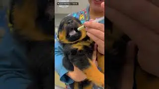 This Dog Doesn't Want Medicine! 😂