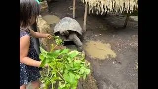 Bali Safari and Marine Park - a close up animal experience