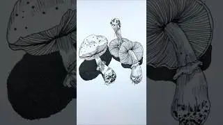 Mushrooms 🍄 ink pen drawing process