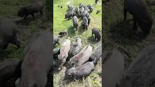 best pig videos