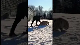 Бенгальские тигры в Харькове.