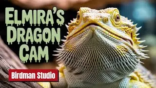 Live Reptile Cam - Bearded Dragon Live Cam - Reptile Live Cam