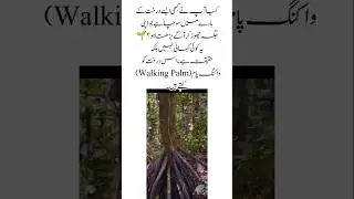 Meet the walking Palm tree#palmtrees #naturefacts #nature#wildlife #viral #shorts#youtubeshorts