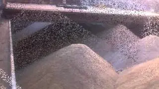 Siwa Salt mining Co..