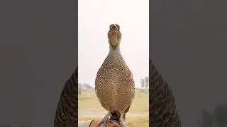 dakni teetar sound grah Falcon awaaz #dakniteetar #birds #animals #teetarawaz #shorts #viralvideo