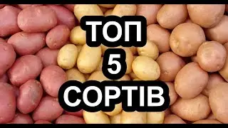 5 КРАЩИХ сортів картоплі (версія глядачів)