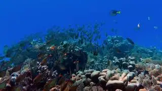 🤿 1 Hour Underwater Scuba Diving Simulation | Ocean Sounds for Sleep, Relaxation & Focus