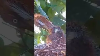 Heron chick/Anak cangak laut #naturephotography #wildlife