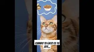 Cuando tu gato te ve como su sirviente     #gatos #cat #misteriosfelinos #gato