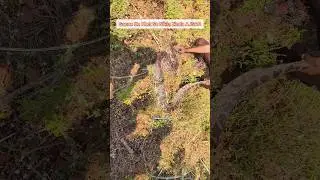 Ganne Ke Khet Se Nikla Khatarnak Ajgar 😱 | Python Snake Rescue Video