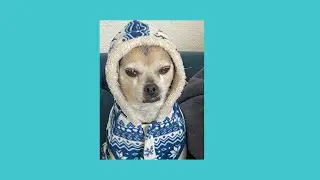 Precious Dog Lived to 19&frac12; Years &ndash; Remembering Our Sweet Tasha💕🐾