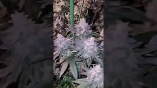 ✨Witness the magic of  Medic Grow Fold-800 Plus in action! #growlights #cannabiscommunity#shorts