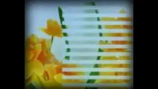 Window Decorative Film From GlassEssential.com