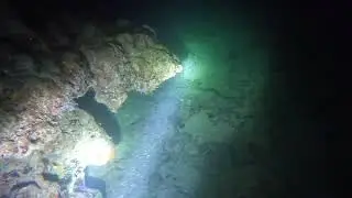 Florida night beach dive shark colorful coral head ecology