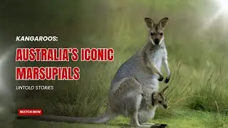 Kangaroo facts : Australia&rsquo;s Iconic Marsupials