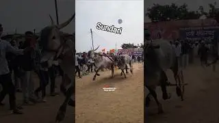 Maharashtra Kesari Shankar Pat || Maharashtra Pat Premi and MP ON all Video ShankarPat #shankarpat