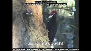 Der Schwarzspecht im Wald - Dryocopus martius