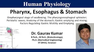 Pharynx, Esophagus & Stomach - Structure and Functions (Digestive System)