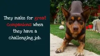 12 Interesting Things You Should Know About Australian Kelpie Dog