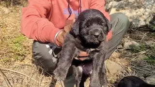 भेड़पालकों के शानदार डॉग्स|bhotia dogs|कुछ पल इनके साथ|@DeepakUK09 