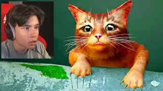 Ik ben een zwerfkat... | Stray