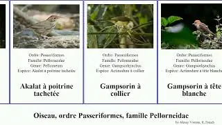 Oiseau, ordre Passeriformes, famille Pellorneidae akalat des bird gorge collier blanche bec marais