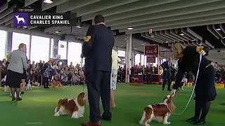 Cavalier King Charles Spaniels part 3 | Breed Judging 2019