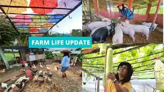 FARM LIFE UPDATE | Sabay Sabay ang Poultry, Piggery, Fish, and Vegetable Farming!
