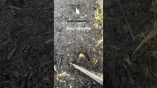 Fall planting #youtubeshorts #garden #garlic