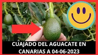 CUAJADO del AGUACATE en CANARIAS ESPAÑA A 04-06-2023 daños por trips soluciones y mas cosas 🥑