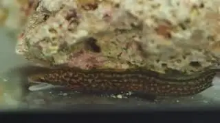 reticulate moray baby on glass May 28, 2021 P5281912