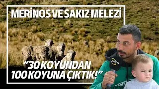 30 Koyundan 100 Koyuna Çıktık! / Merinos ve Sakız Melezi