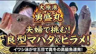 【大原港 勇盛丸】真冬の高級魚連発劇！夫婦で挑むイワシ泳がせ五目で良型マハタ＆ヒラメを捕獲せよ！【船釣り】