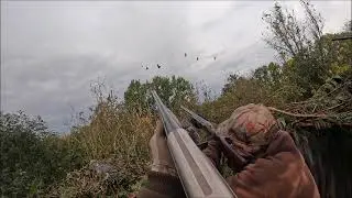 Chasse du pigeon au mirador