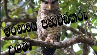 DEVIL BIRD (උල ලේනා )🔥🔥🔥🔥