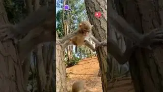 National Word park in monkeys #funny #animaldance