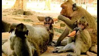 Happy troop of Amri | After got problem Again & again now they are  full of happiness